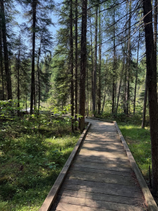 A wooden boardwalk winding through a forested section of Fen Trail at Duck Mountain Provincial Park surrounded by tall trees and greenery.