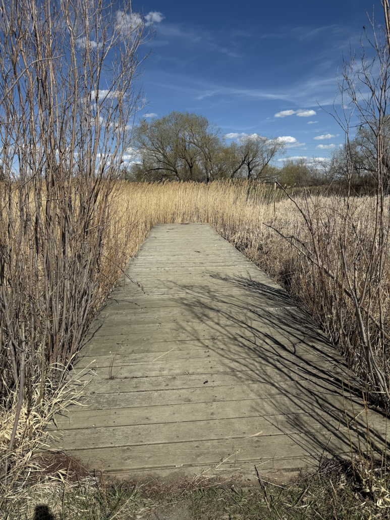 Beige Boardwalk Wooden boardwalk leading through tall beige reeds and bare shrubs inside the Wascana Habitat Conservation Area in early spring.