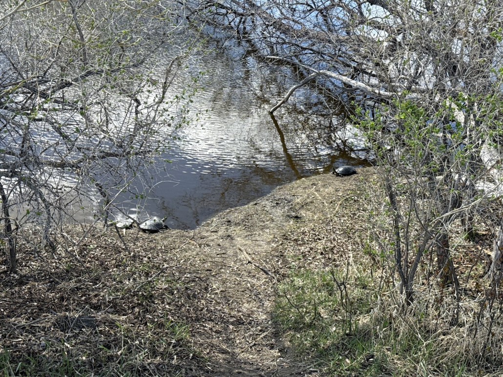 turtle wide shot Several turtles resting near the water’s edge among branches and spring vegetation inside the habitat conservation area.