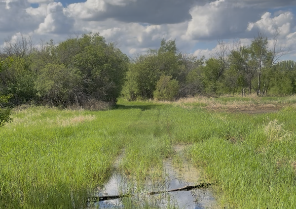 Water pooled on a grassy trail at White Butte Trails with trees and clouds visible in the background.