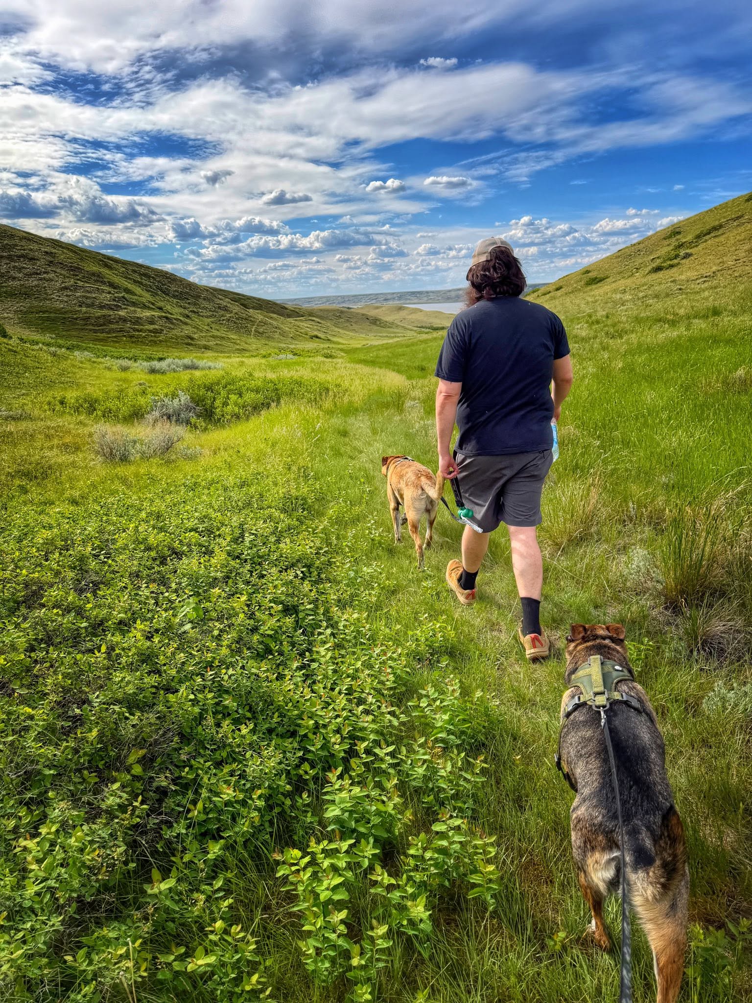 Person walking two dogs through the rolling green hills of Prairie Vistas Trail at Saskatchewan Landing Provincial Park.