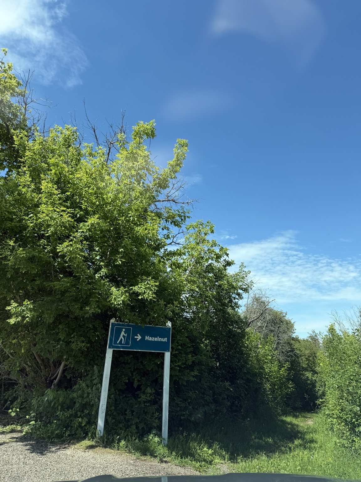 Hazelnut trail sign at Blackstrap Provincial Park beside dense summer vegetation