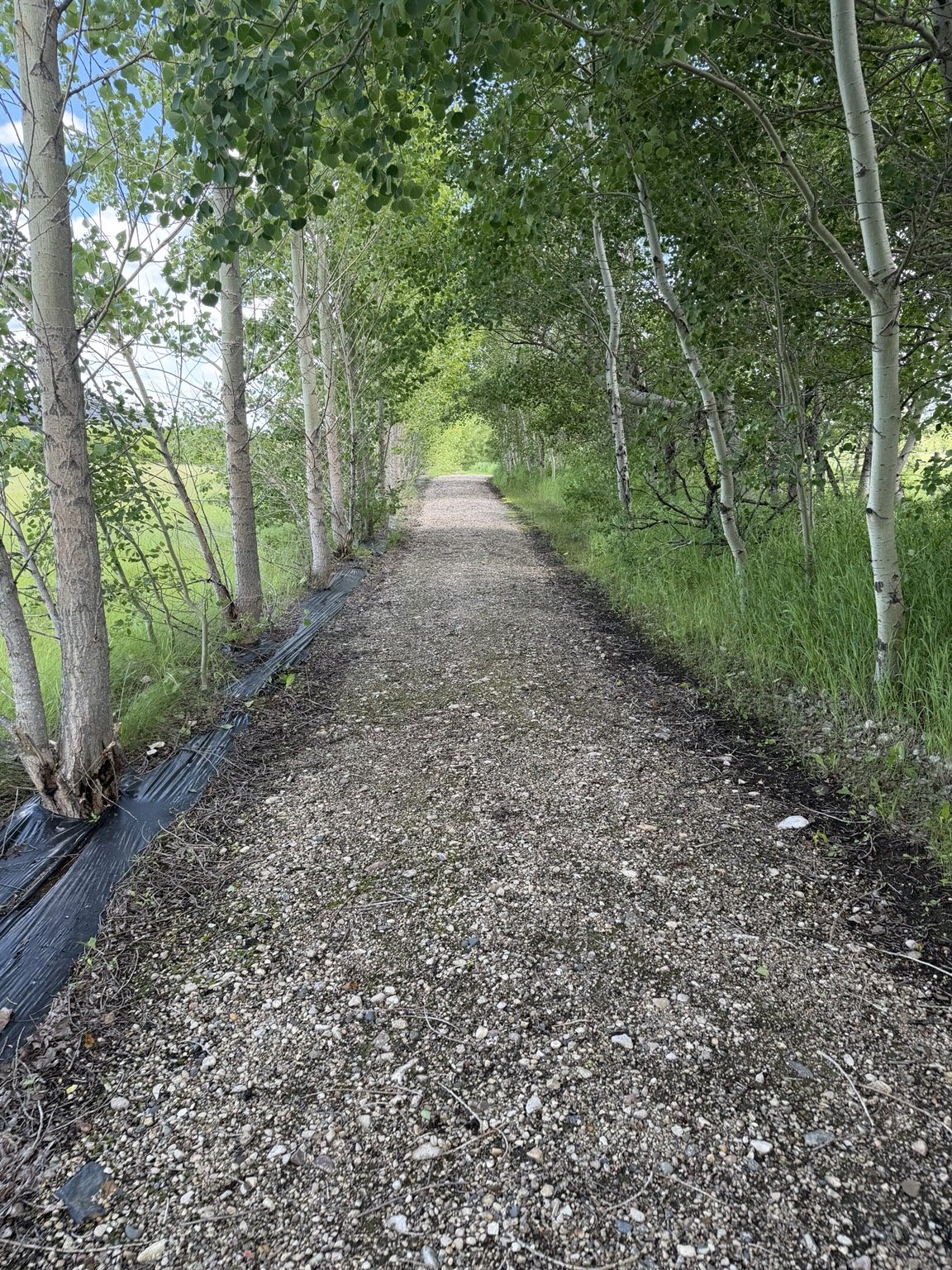 Wide gravel trail bordered by grass and trees at Prairie View