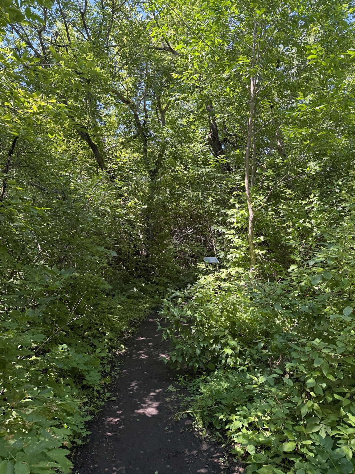 Shaded wooded section of the Gift of Green Nature Trail