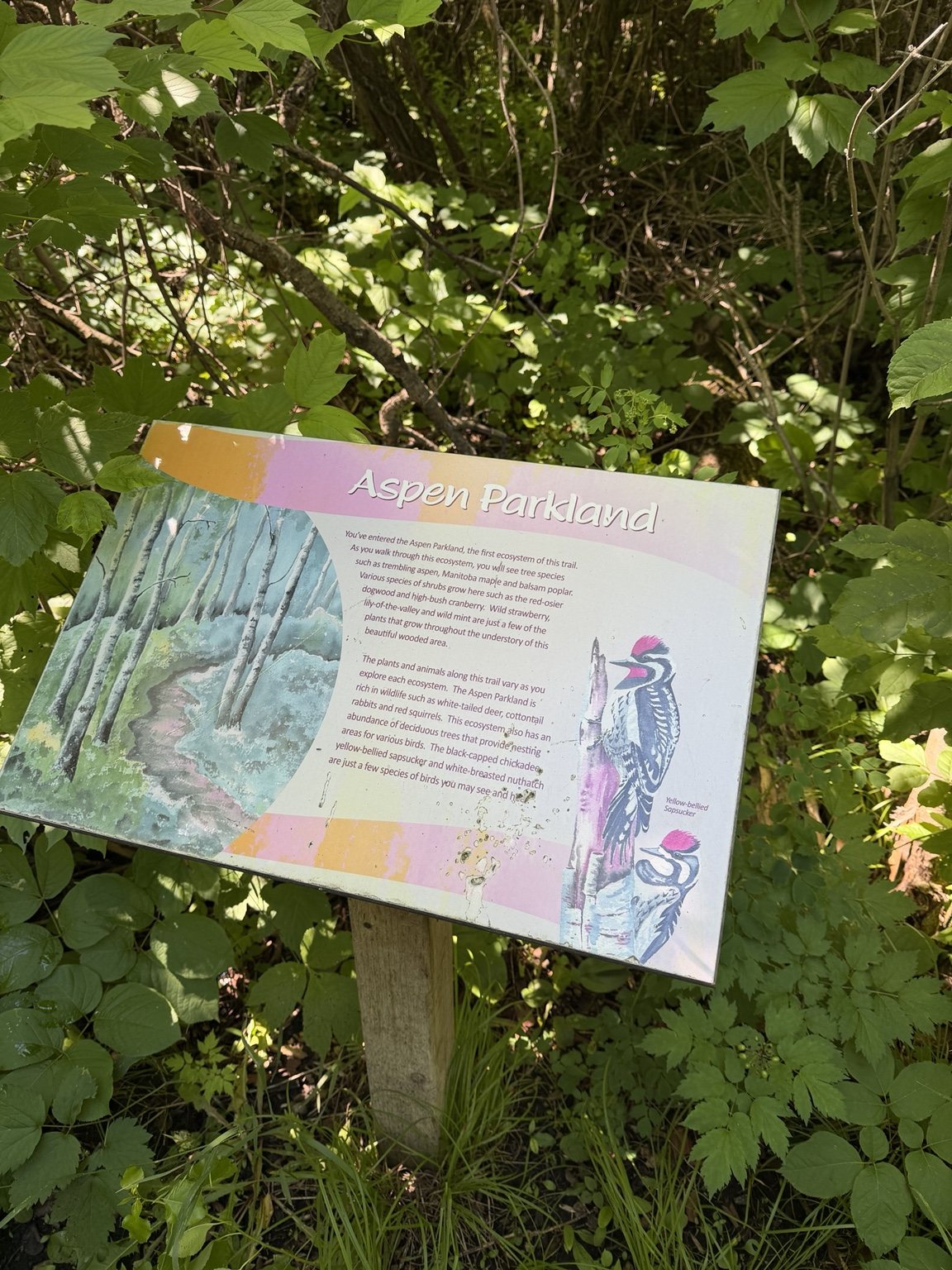 Aspen Parkland interpretive sign on the Gift of Green Nature Trail