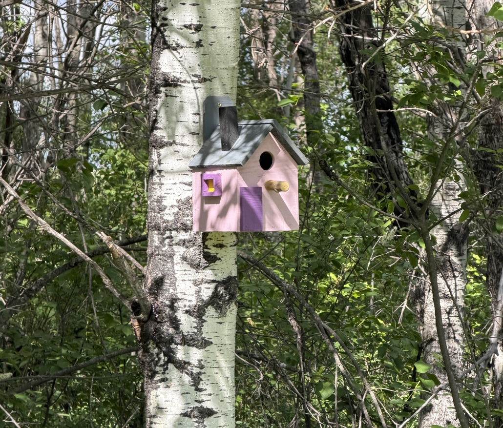 PurpleBirdhouse Small pink birdhouse mounted to a white-barked aspen tree in a wooded section of White Butte Trails.