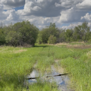 Water pooled on a grassy trail at White Butte Trails with trees and clouds visible in the background.