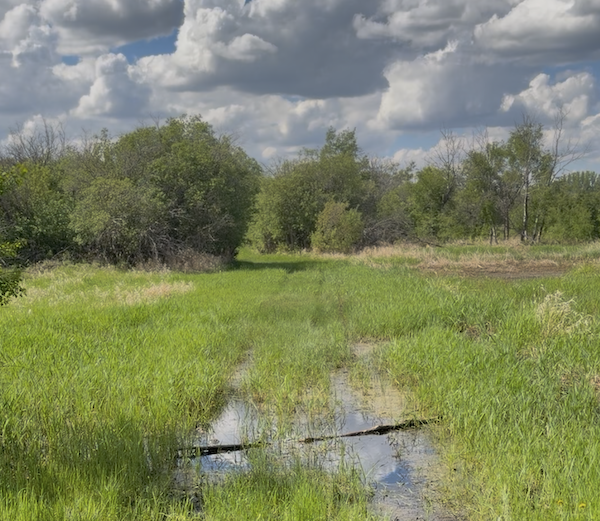 WaterTracks Water pooled on a grassy trail at White Butte Trails with trees and clouds visible in the background.