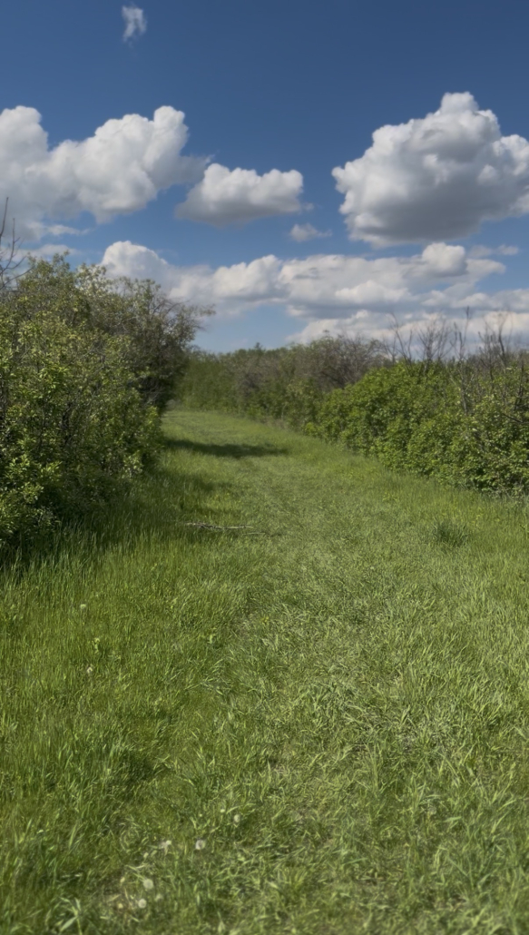 GrassyTrail A grassy trail lined with green trees and bushes